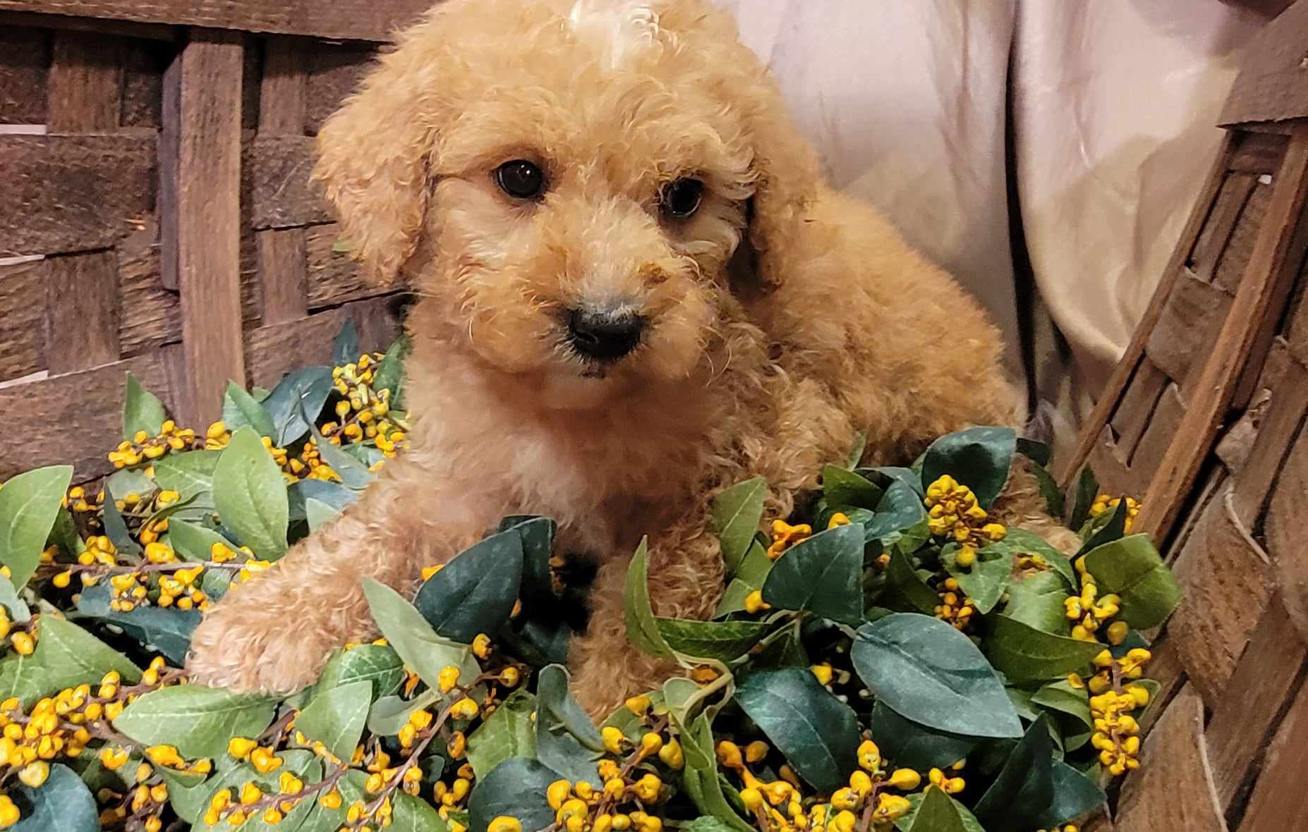 puppy, for, sale, Goldendoodle Mini F1B, Lana  Arnall, dog, breeder, Hartville, MO, dog-breeder, puppy-for-sale, forsale, nearby, find, puppyfind, locator, puppylocator, aca